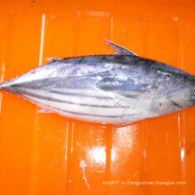 BQF Frozen Целый круглый скипджек тунец для консервирования